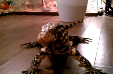 big tegu eating baby rabbit