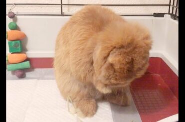 Cute Bunny Washing Face | Holland Lop Rabbit