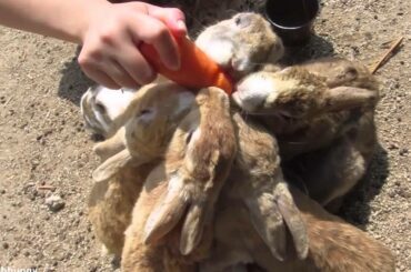 Japan's Rabbit Island - BUNNY SWARM!