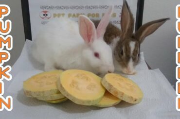 Rabbit & Rabbit eating pumpkin ASMR & mealtime