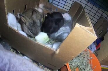 Baby Rex Bunny Rabbit Goes on Binky Rampage