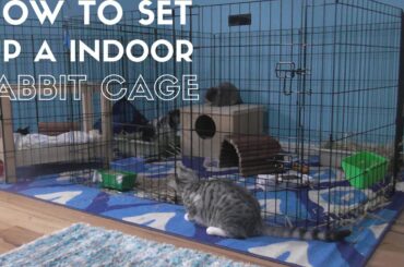 HOW TO Set Up A Indoor Rabbit Cage!