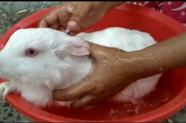 Rabbit taking bath/Bunny taking bath