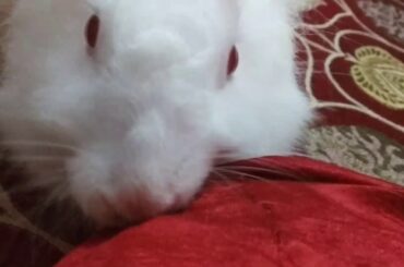 Rabbit funny moments Part 2