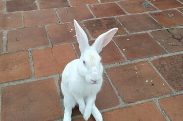 My Style  | Terrace Time With Bunny | Bunny Playing Time | My Cute Ladoo