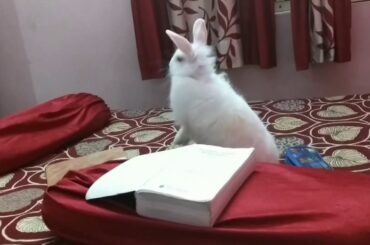 How do my RABBIT STUDY?