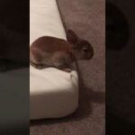 Baby bunnies playing