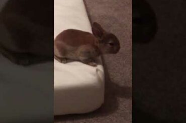 Baby bunnies playing