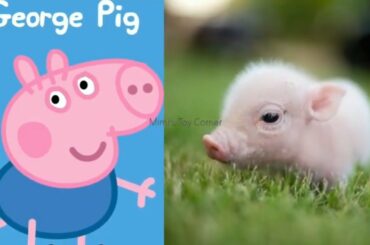 Peppa pig in Real life george suzy candy zoe danny Rebecca Richard freddy