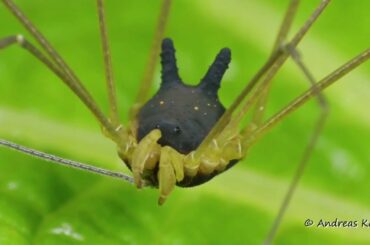 Bunny Harvestman in action, Metagryne bicolumnata, Cosmetidae, Opiliones