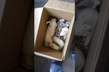 Cute Rabbit