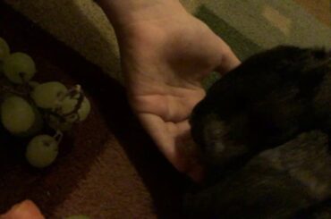 Cute bunny