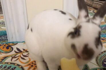 Bunny eating apple