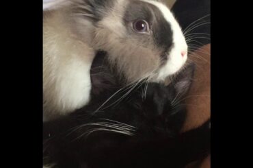 R.I.P. Tribute To My Amazing Bunny 🐇😢