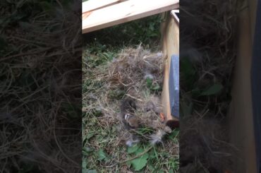 We found a bunny 🐰 at our backyard