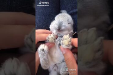 Cute bunny 😍😍😍