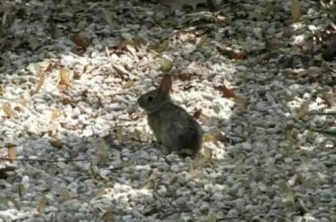 Baby Rabbit in the Dog Run