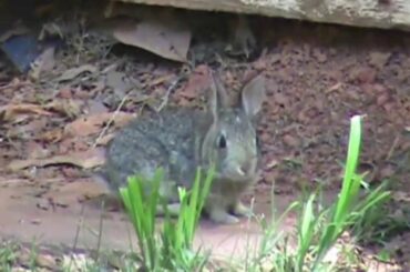 Bunnies Digging & Baby Rabbit Eating continues
