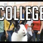 Rabbit goes to college!