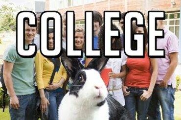 Rabbit goes to college!