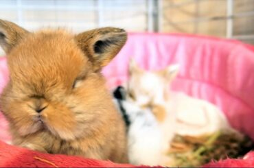 可愛すぎるロップの子うさぎ達2019-11-1