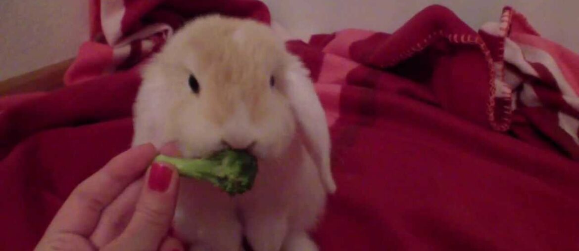 Mini Holland Lop baby bunny eating broccoli - super cute