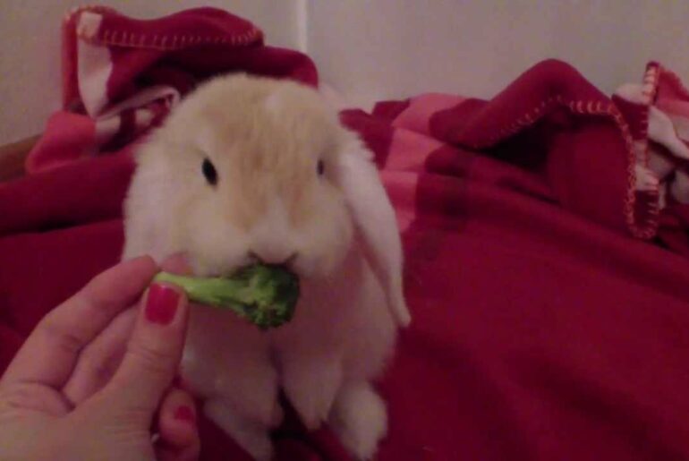 Mini Holland Lop baby bunny eating broccoli - super cute