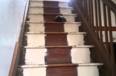 Rabbit falling down the stairs