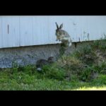 Rabbits Playing