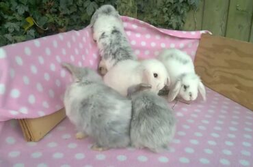 6 Week Old Baby Mini Lop Bunny Rabbits - Loving Fuss - Asha's litter 02.09.16
