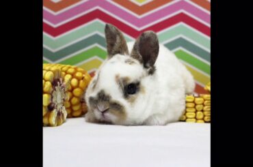 Cute baby rabbits #16