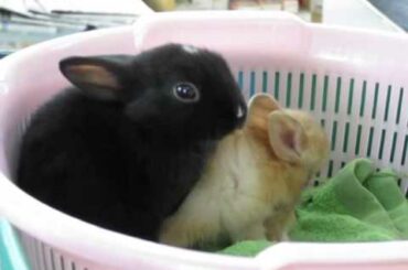 Cute 2 rabbit ❤️ じゃれあうカワイイ双子の子ウサギ　Funny
