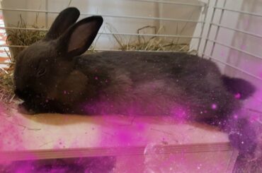 Cute bunny falling asleep😚🌛🙈