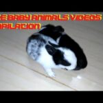 Adorable rabbits |  Cute Bunnies  | My baby Bunnies