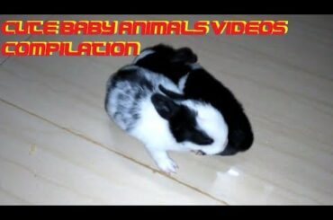Adorable rabbits |  Cute Bunnies  | My baby Bunnies