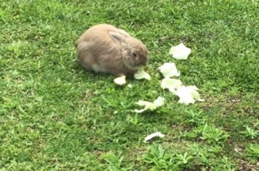 Rabbit cute