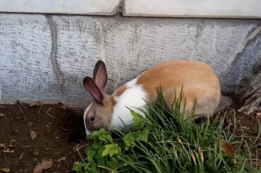 My Cute Rabbit is searching Snake ;-)))