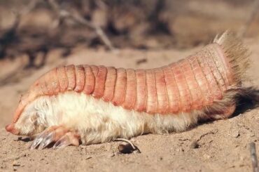 10 Amazing Animals You Would Like To Have