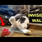 Rabbit reacts to Plastic Wrap | Invisible Wall Challenge