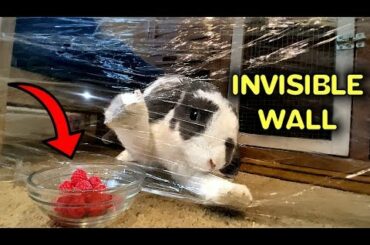 Rabbit reacts to Plastic Wrap | Invisible Wall Challenge