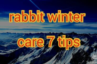 baby rabbit winter care and 7 tips in urdu/hindi