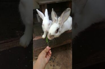 Cute baby rabbits eating