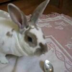Bunny Lorelai Eats Baby Food
