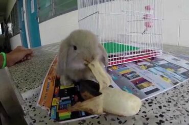 Cute bunny eating bananas 免子愛吃香蕉