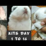 Baby Bunnies Day 1 to Day 15 || Cute Bunny Kits♥️