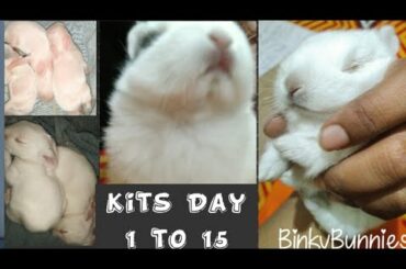 Baby Bunnies Day 1 to Day 15 || Cute Bunny Kits♥️