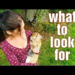What To Look For When Buying A Rabbit | Raising Meat Rabbits