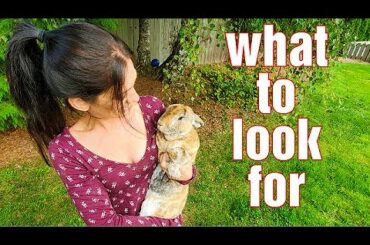What To Look For When Buying A Rabbit | Raising Meat Rabbits