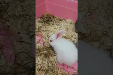 Cutest rabbits in the world