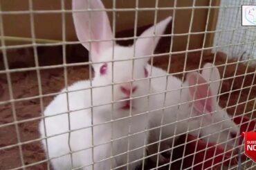 Cute White Red Eye Bunny Babies.